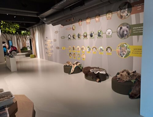 Cirius Vipava v Centru Dina