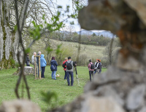 Spominska lipa na Kalcu